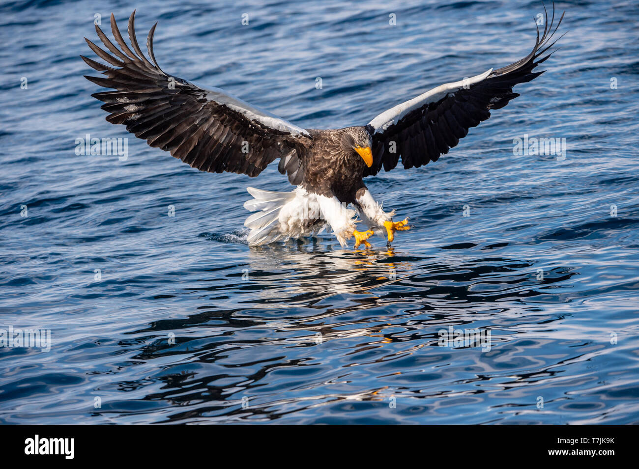 Adult Steller's sea eagle fishing. Scientific name: Haliaeetus ...