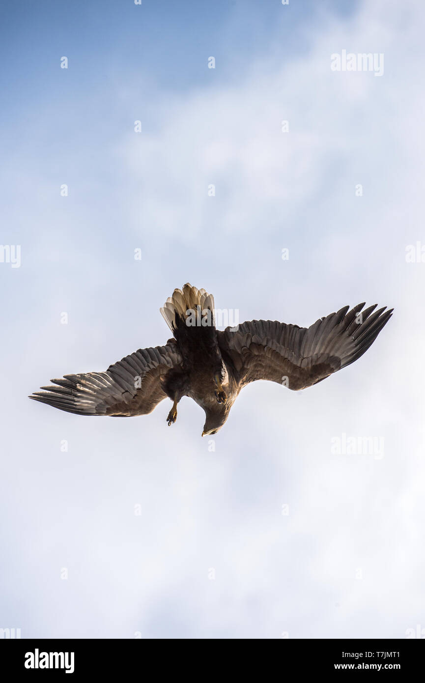 Juvenile White-tailed eagle in flight dive. Blue sky background.  Scientific name: Haliaeetus albicilla, also known as the ern, erne, gray eagle, Eura Stock Photo