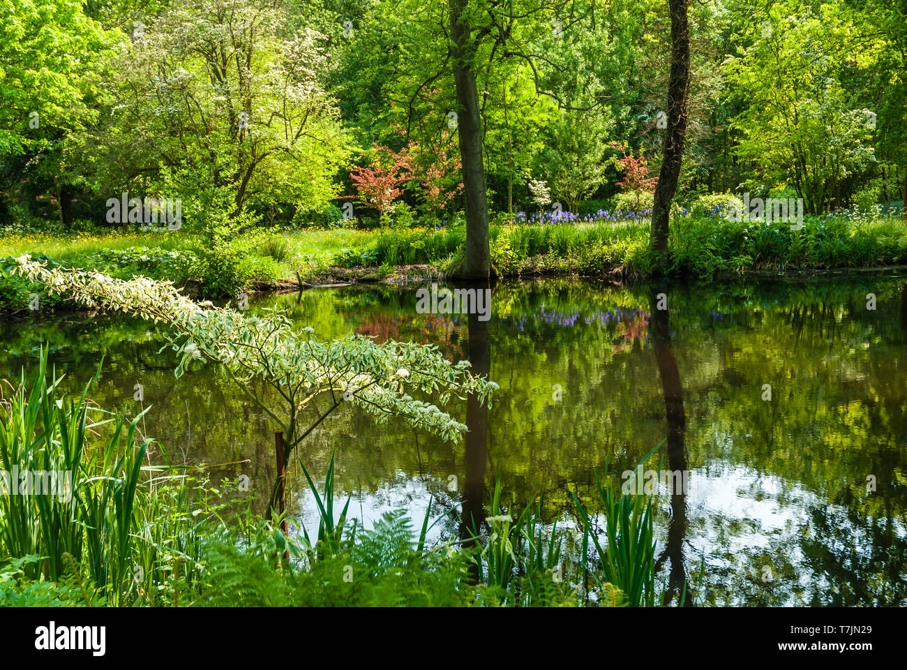 Spring Garden Uk Lawn High Resolution Stock Photography and Images - Alamy
