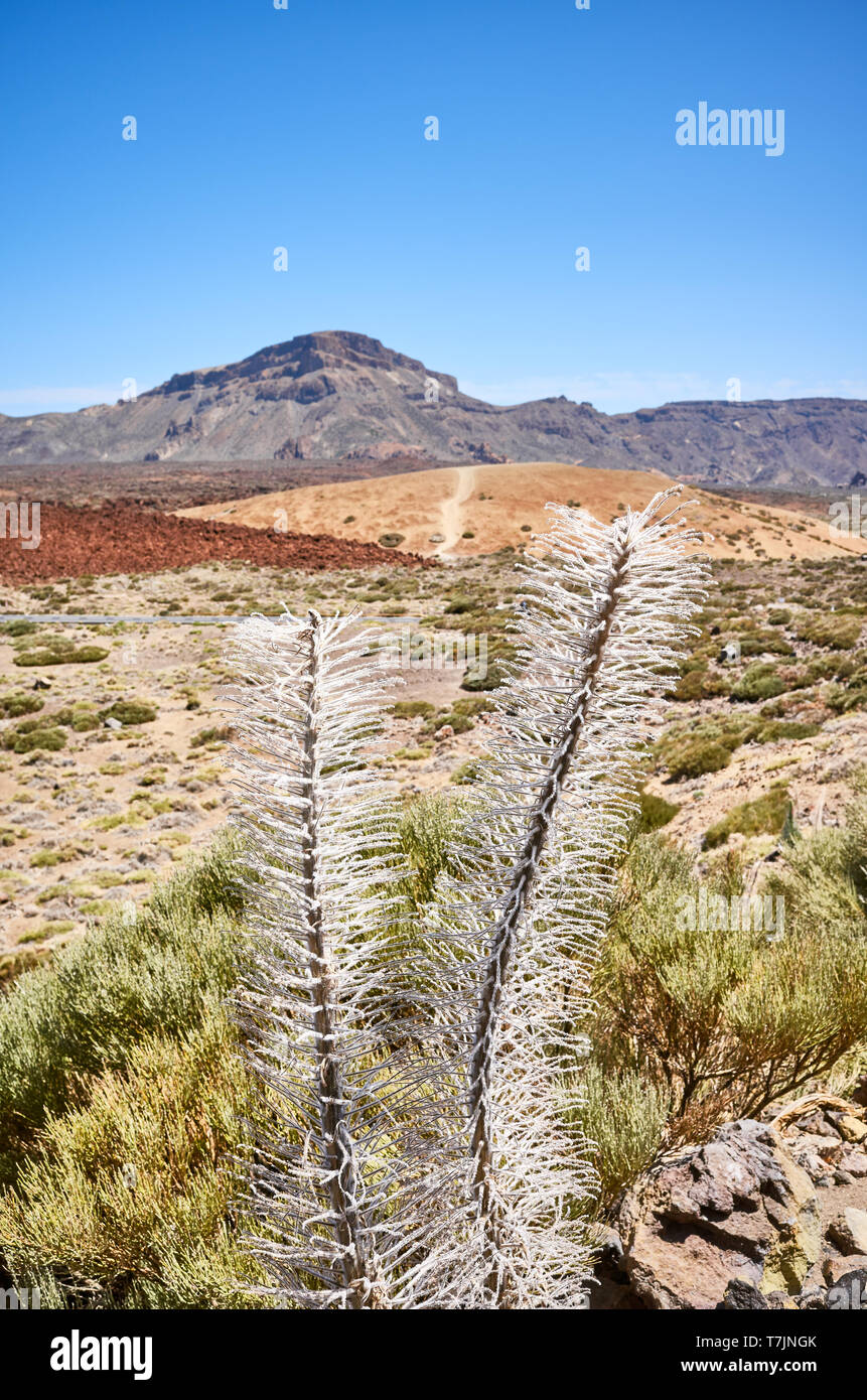 Dried Tower of jewels plant (Echium wildpretii), endemic species to the island of Tenerife in Teide National Park, Spain. Stock Photo