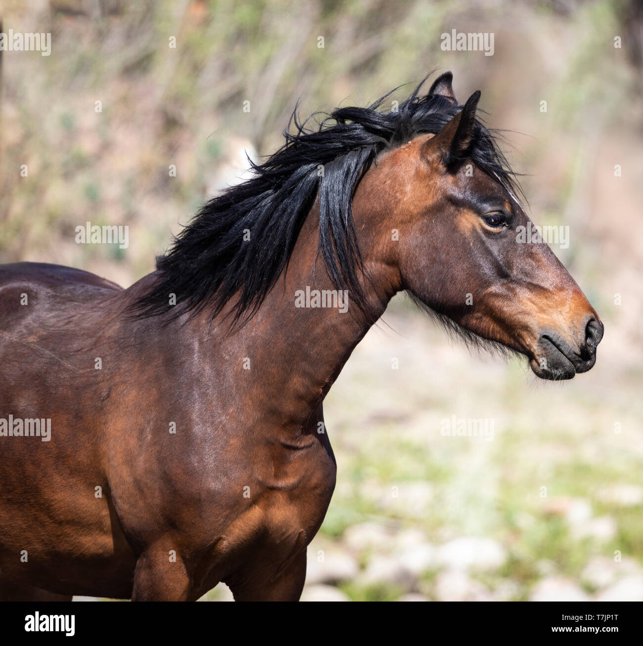 Stallions and mares hires stock photography and images Alamy