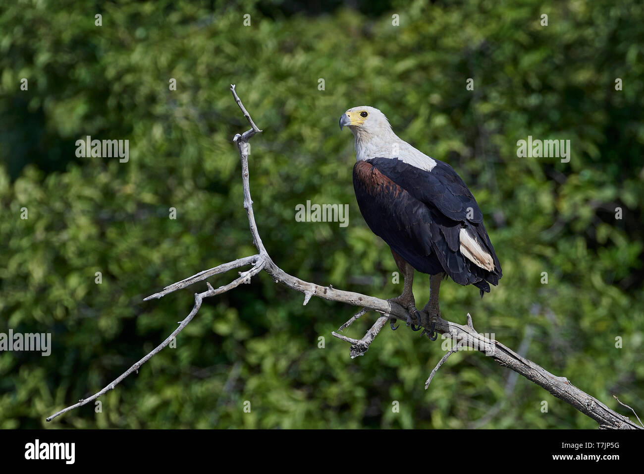 African fish eagle in its natural habitat in Gambia Stock Photo - Alamy