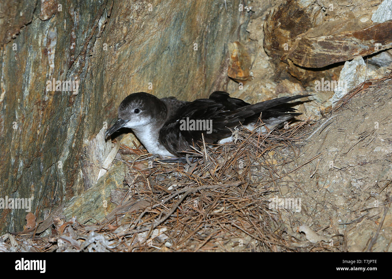 Adult Yelkouan Shearwater (Puffinus yelkouan) at Porquerolles island in