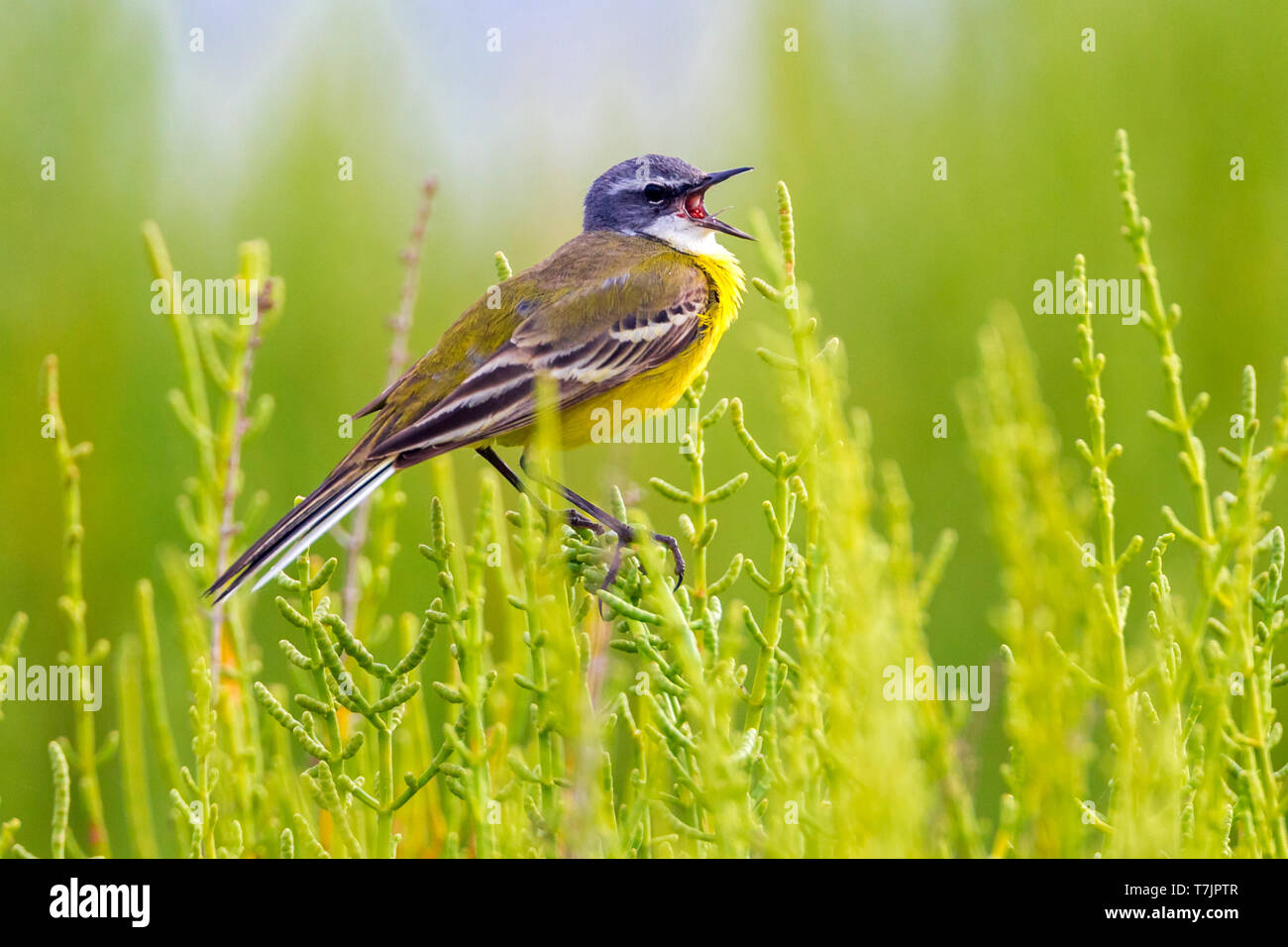 Adult singing male Iberian Yellow Wagtail (Motacilla flava iberiae), perched and singing on salicorne plant in breeding grounds, Ebro Delta, Spain. Stock Photo