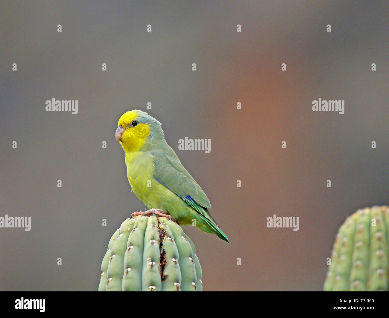 Yellow-faced Parrotlet (Forpus xanthops) perched on top of a cactus. An endemic species to the dry woodland, riparian thickets and scrub in the Marano Stock Photo
