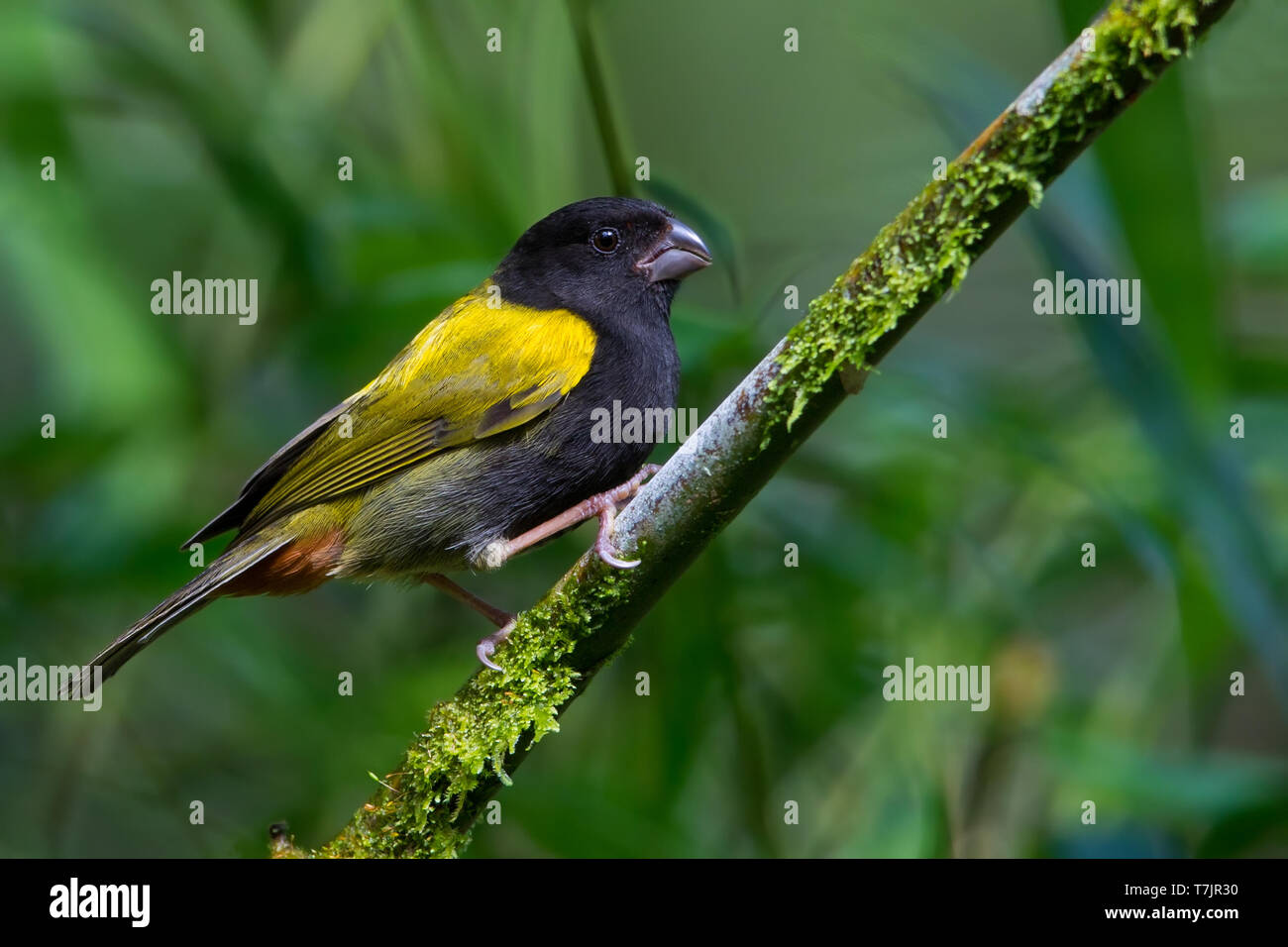 Yellow-shouldered Grassquit (Loxipasser anoxanthus) perched on a branch in the understory on the Caribbean island Jamaica. Stock Photo