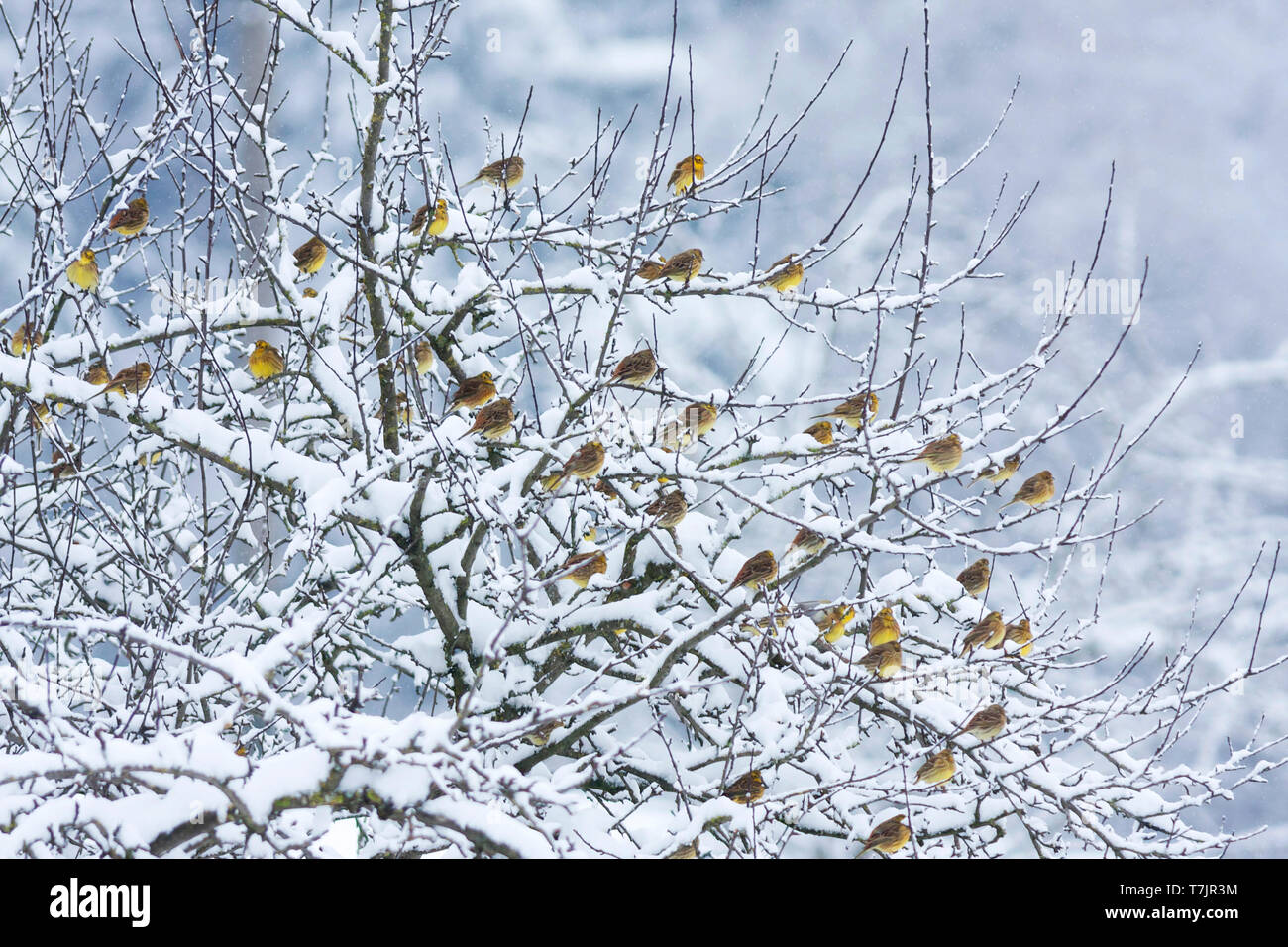 Flock of Yellowhammers (Emberiza citrinella ssp. citrinella) wintering in Germany. Stock Photo