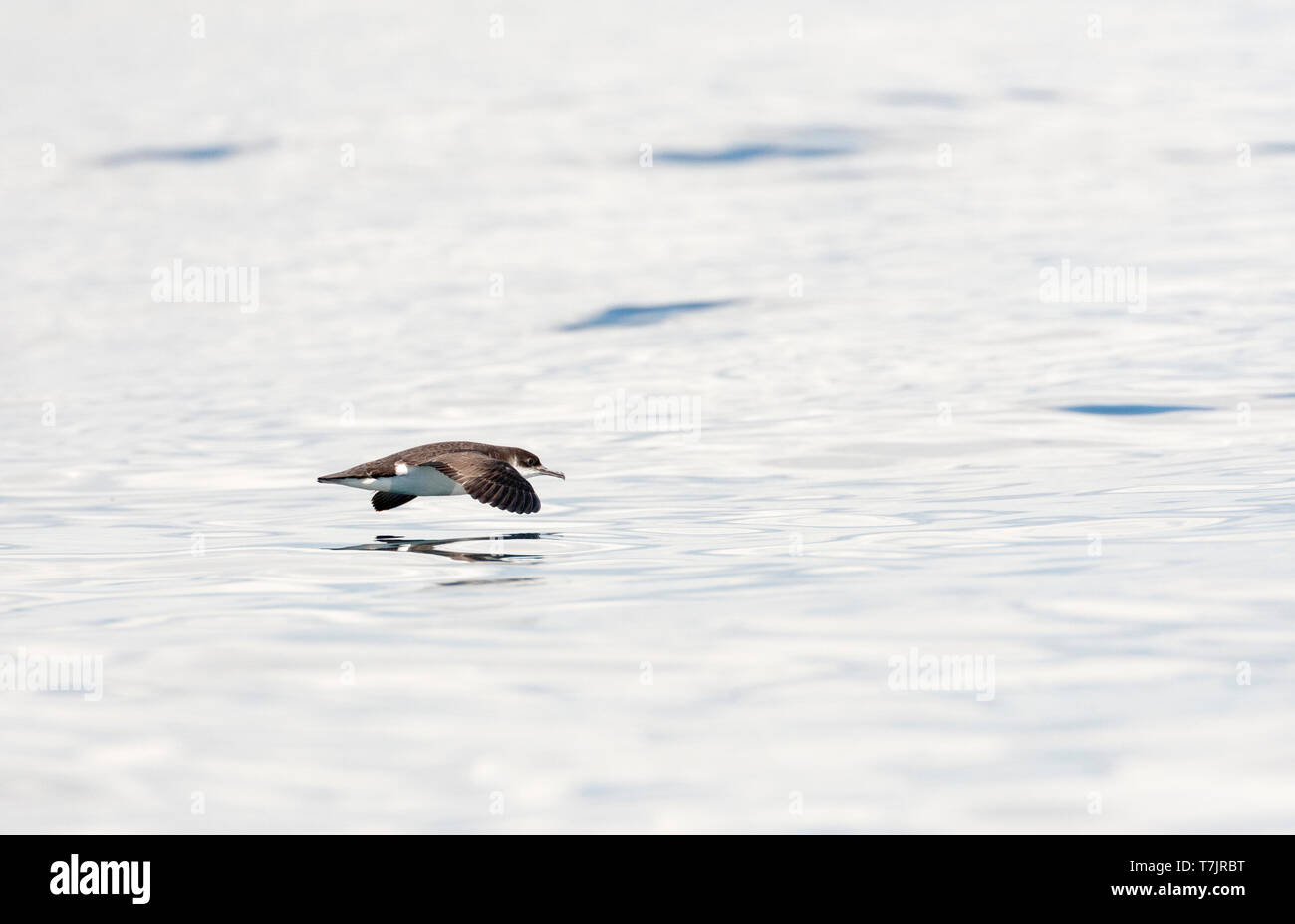 Manx Shearwater (Puffinus puffinus) in fligh, glidiing low of the surface of the Atlantic ocean off Cornwall in England during late summer. Stock Photo