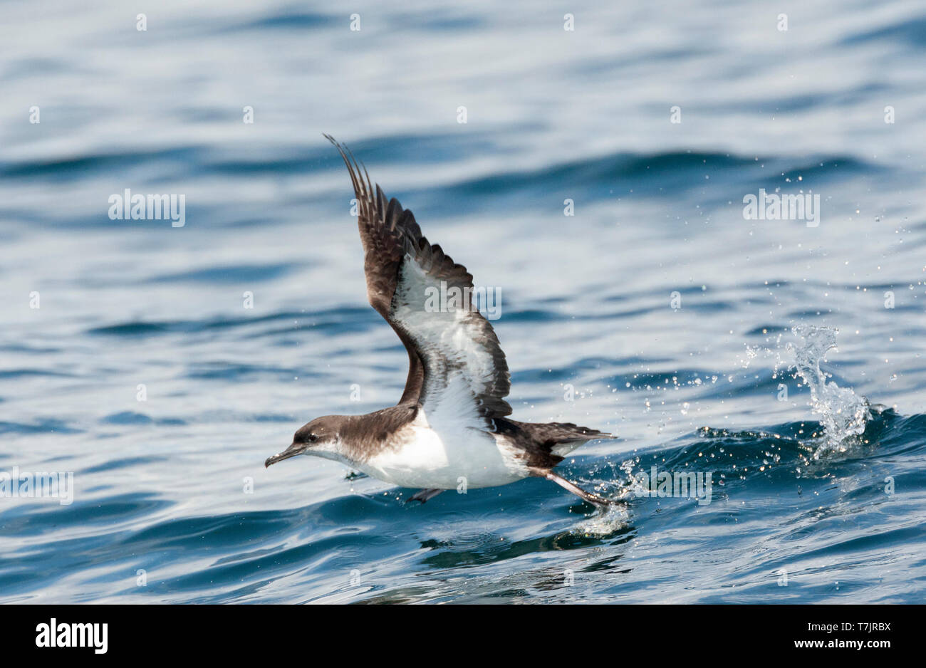 Manx Shearwater (Puffinus puffinus) taking off from the surface of the Atlantic ocean off Cornwall in England during late summer. Running over the wat Stock Photo
