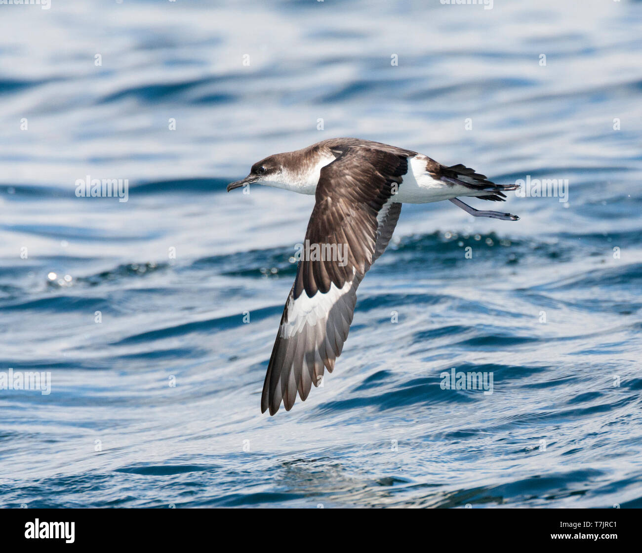 Manx Shearwater (Puffinus puffinus) in flight over the Atlantic ocean off Cornwall in England during late summer. Banking away after take off. Stock Photo