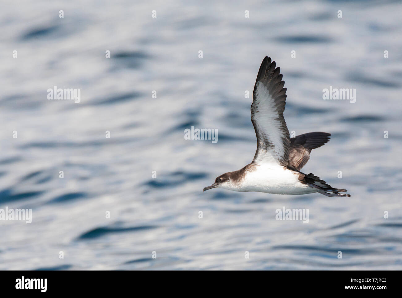Manx Shearwater (Puffinus puffinus) in flight over the Atlantic ocean off Cornwall in England during late summer. Banking away, showing under wing pat Stock Photo
