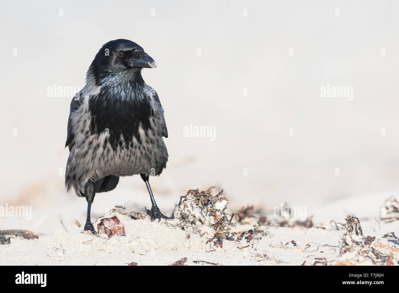 Hybrid Hooded Crow x Carrion Crow (Corvus cornix x Corvus corone) standing on a beach in Germany. Seen on the front. Stock Photo