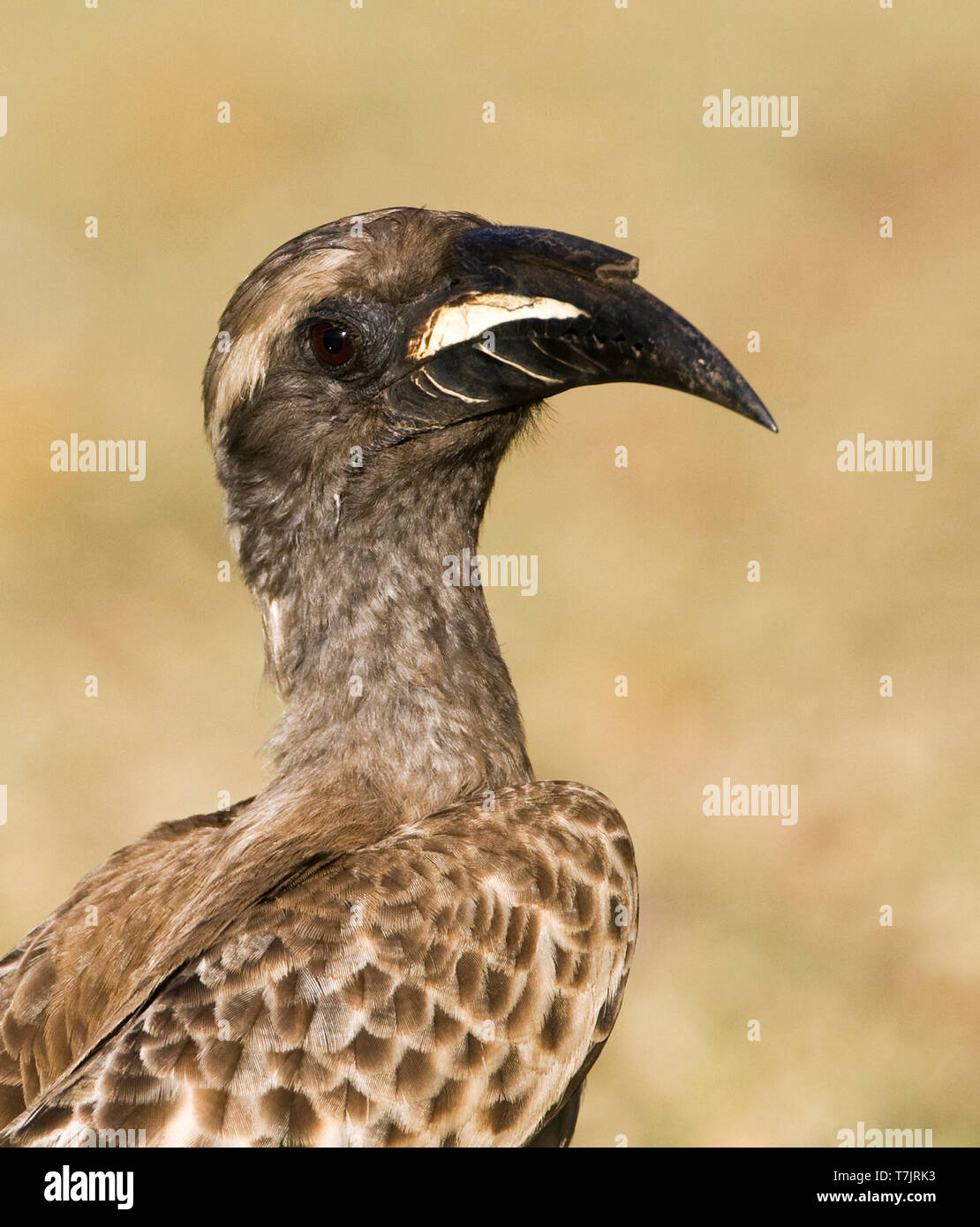 Closeup of an African Grey Hornbill (Tockus nasutus) standing on a grassfield in a safari camp in Kruger National Park in South Africa. With brown dry Stock Photo