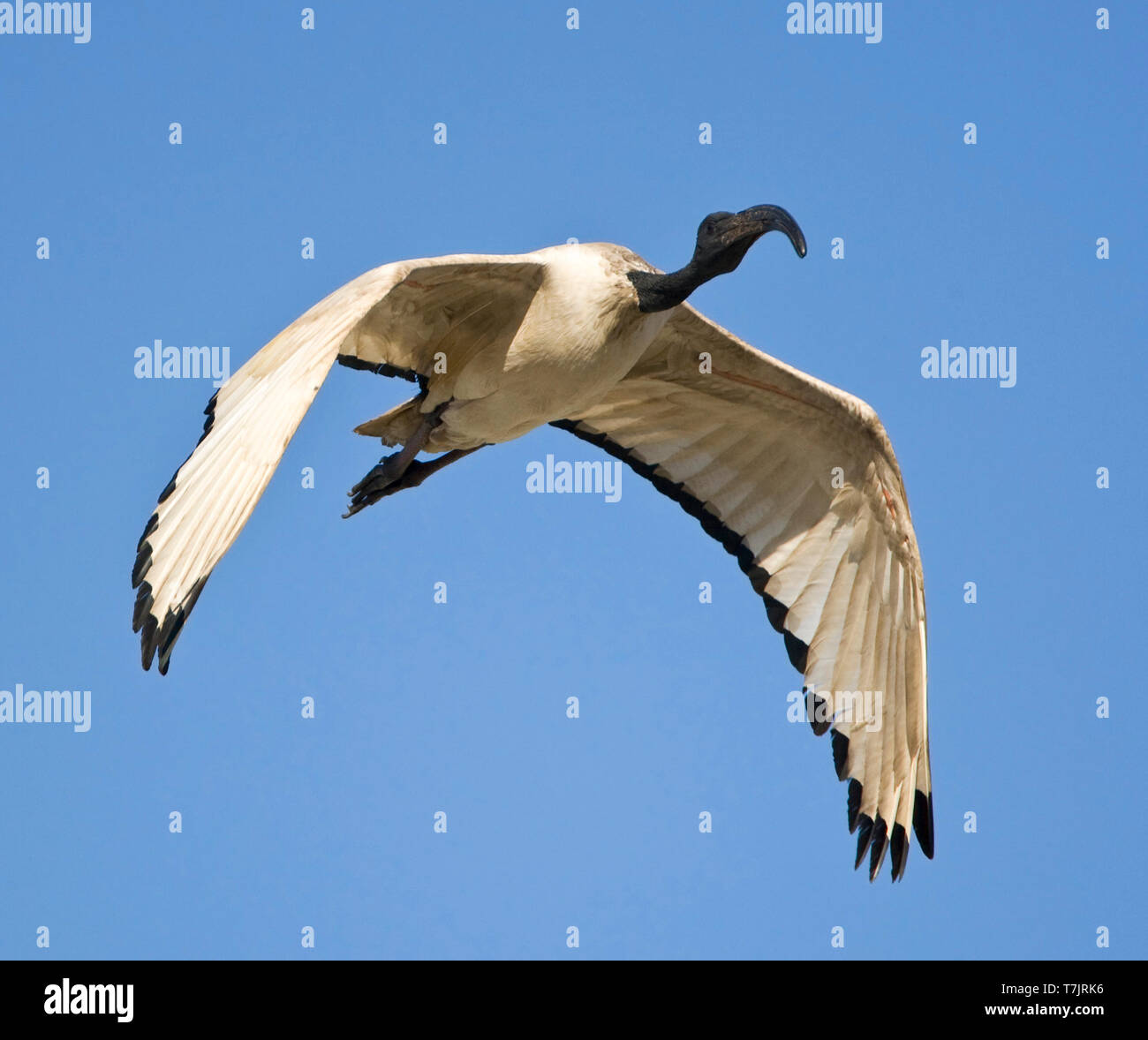 African Sacred Ibis (Threskiornis aethiopicus) in flight in South Africa, seen from the front. Flying against a blue sky as a background. Stock Photo