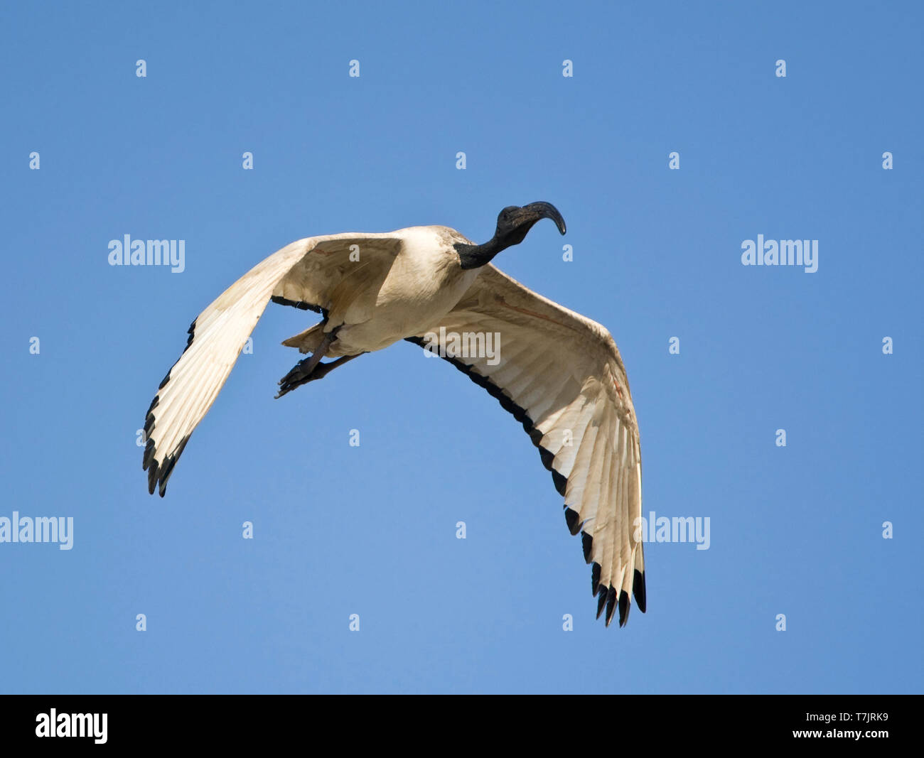 African Sacred Ibis (Threskiornis aethiopicus) in flight in South Africa, seen from the front. Flying against a blue sky as a background. Stock Photo