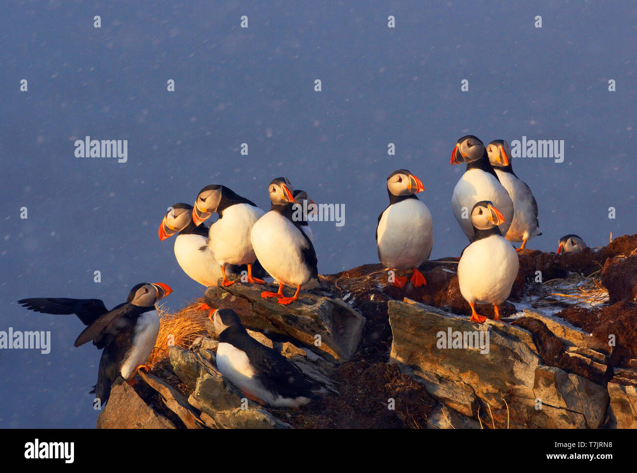 Group of Atlantic Puffins on breeding ground Stock Photo