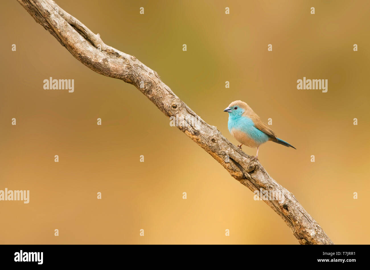 Blue Waxbill (Uraeginthus angolensis), also known as Southerm Cordon-bleu, in Kruger National park South Africa. Perched on a stick  against a brown n Stock Photo