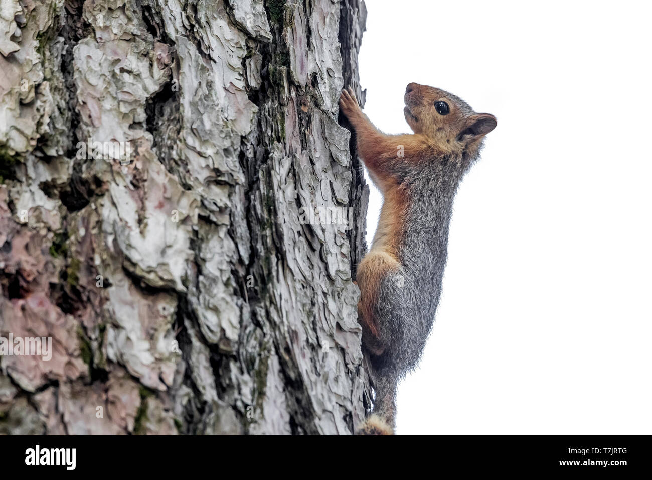 Caucasian Squirrel perched in a tree near Antalya, Turkey. June 20, 2015. Stock Photo