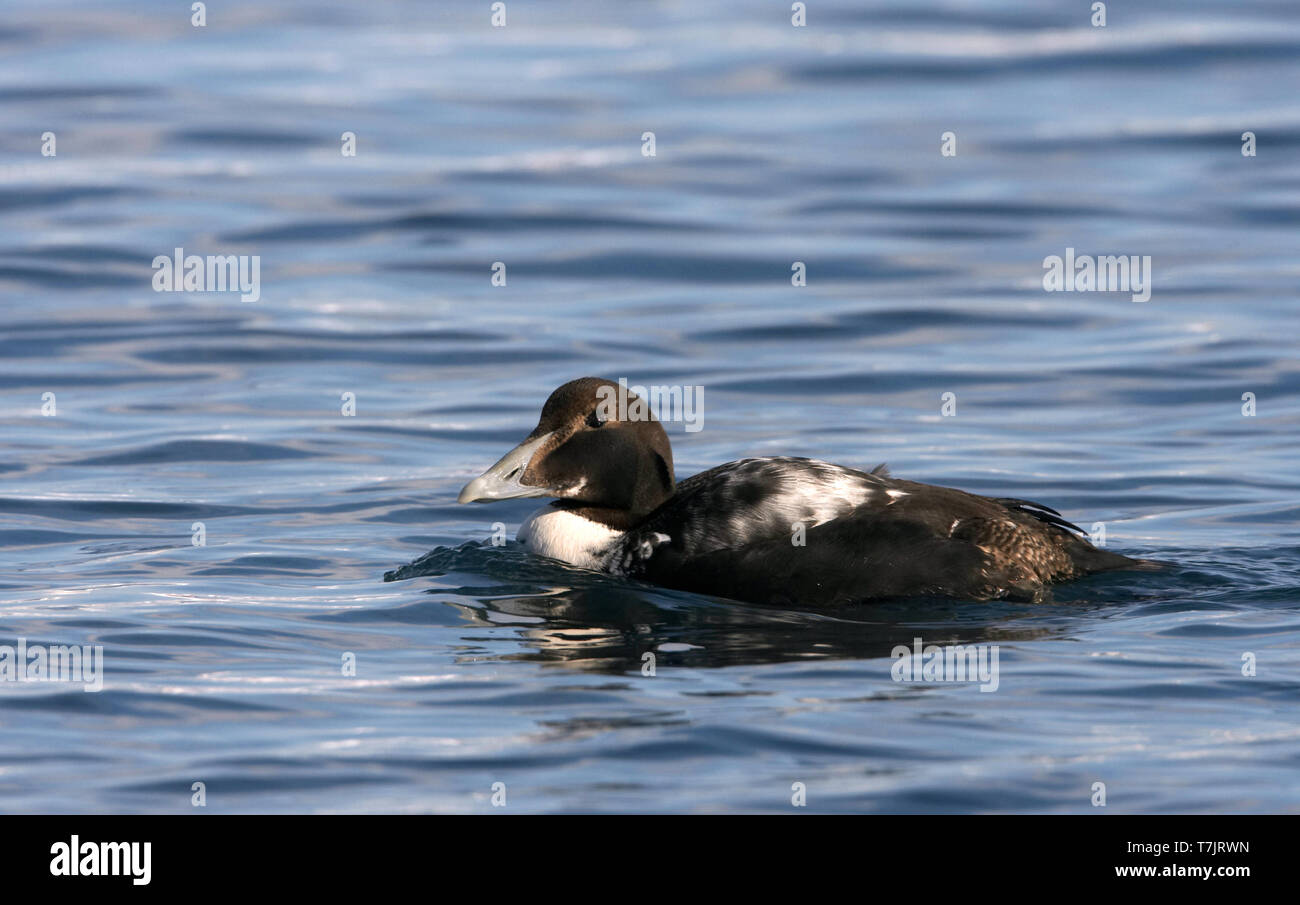 young male Common Eider Stock Photo