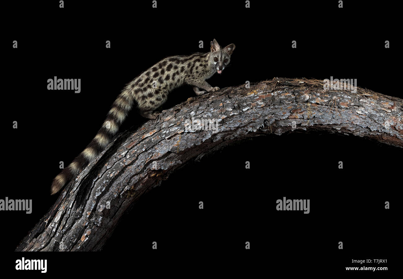 Male Common Genet sitting on a trunk in Cala Salada, San Antoni de Portimany, Ibiza, Spain. July 13, 2018. Stock Photo