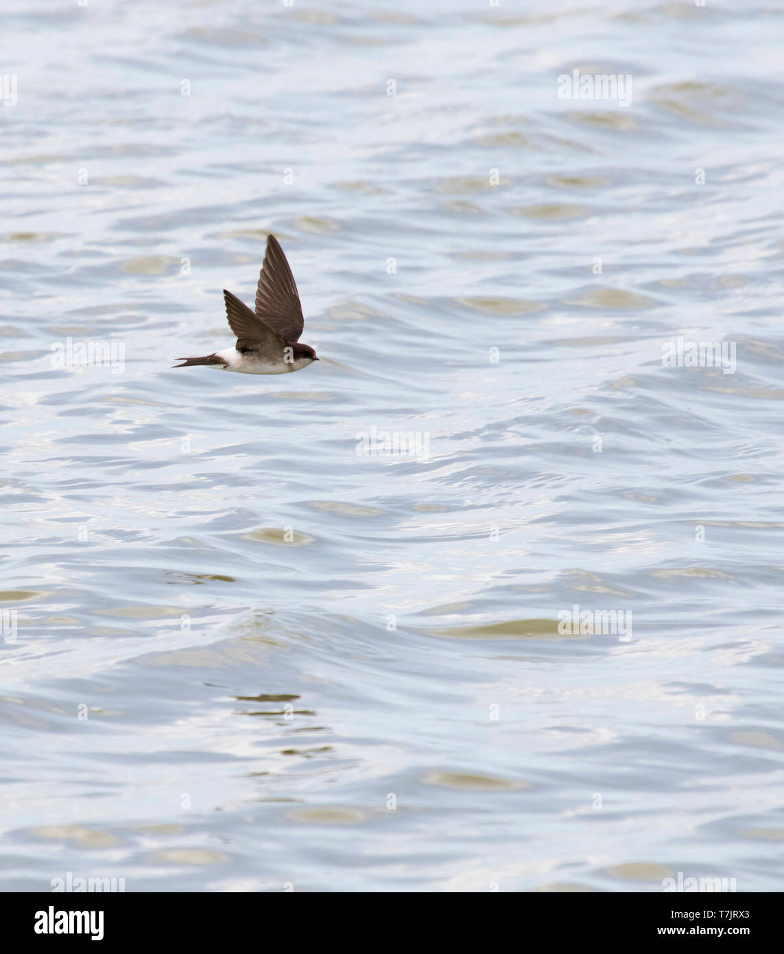 Juvenile Common House Martin (Delichon urbicum) flying over water. Lelystad, Netherlands. The species is a common  breeding bird in the Netherlands. Stock Photo