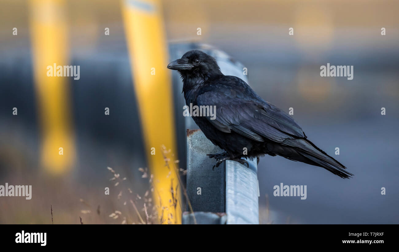 Icelandic Common Raven sitting on a barrier in Snæfellsnesvegur, Iceland. August 26, 2018. Stock Photo