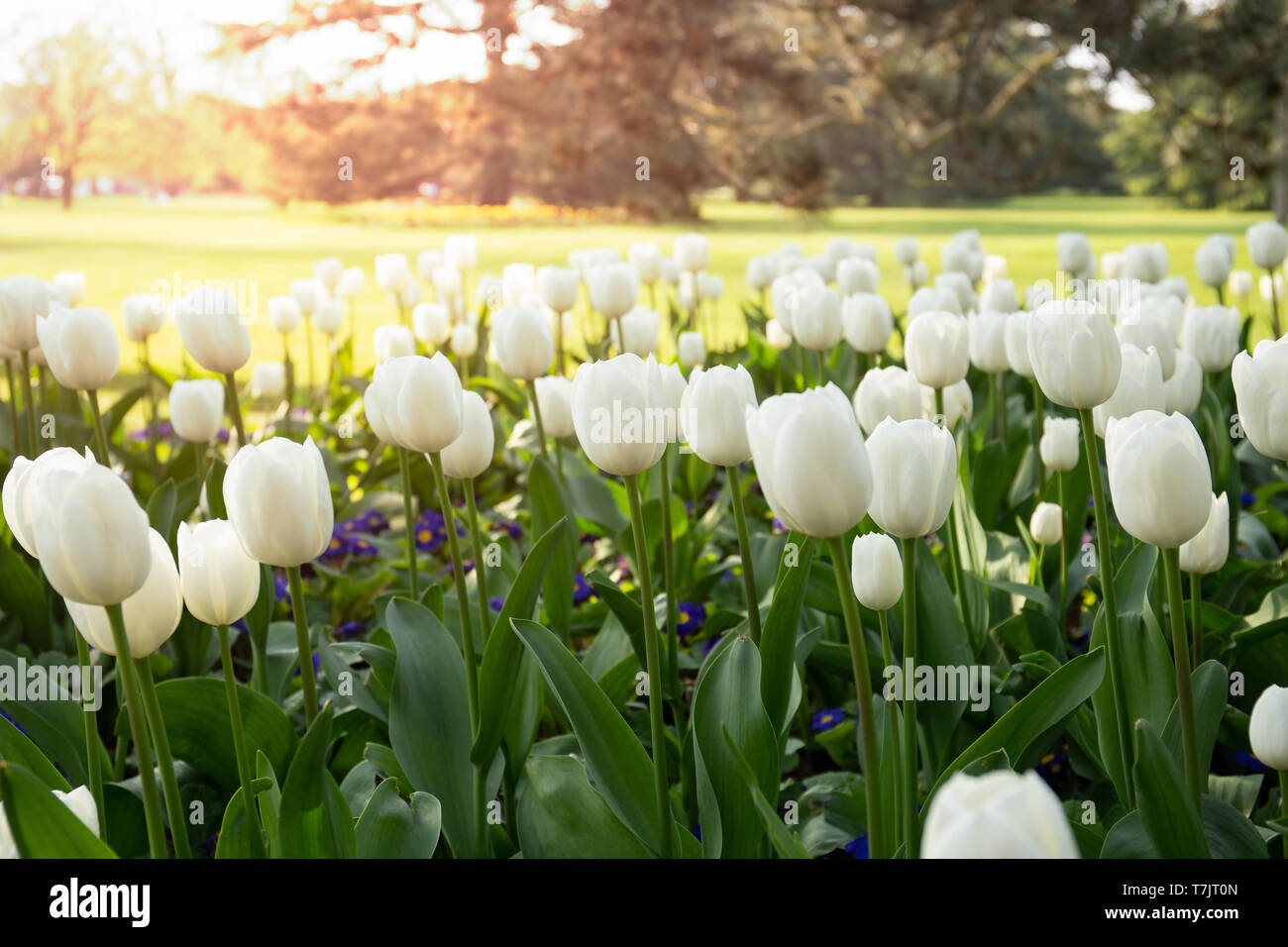 Beautiful white tulips flower blooming in the garden with sunlight