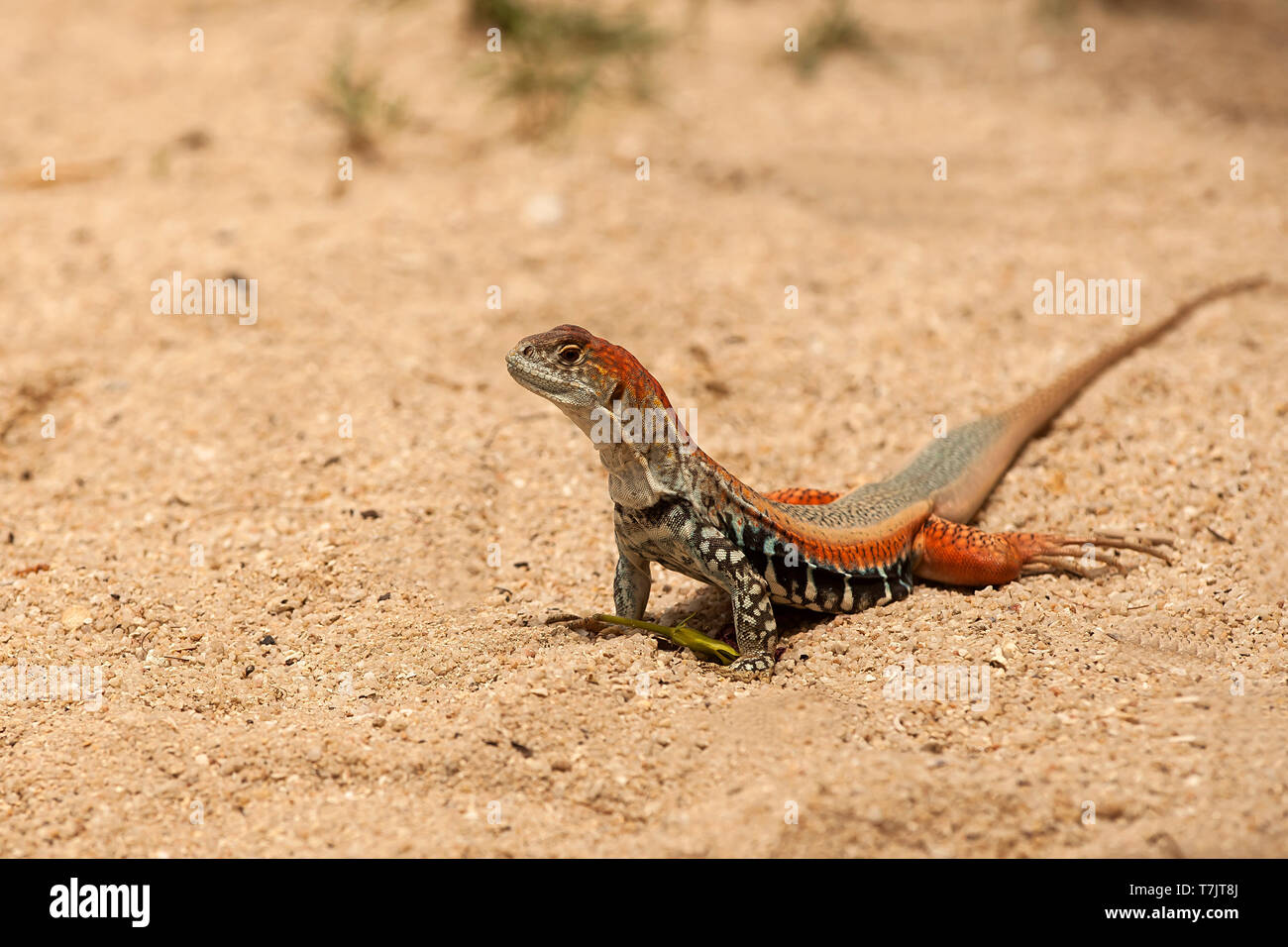 Butterfly lizzard, (Leiolepis belliana), Hong Ong Island, Vietnam, Asia Stock Photo