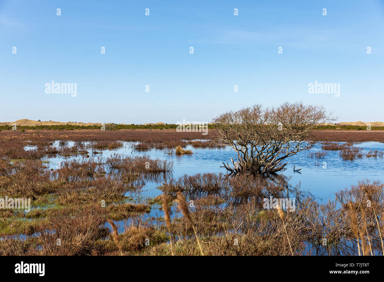 Wetland area south of Raabjerg Mile, April; North Jutland, Denmark Stock Photo