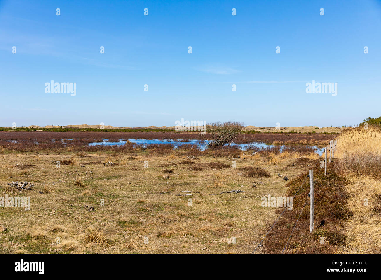 Wetland area south of Raabjerg Mile, April; North Jutland, Denmark Stock Photo