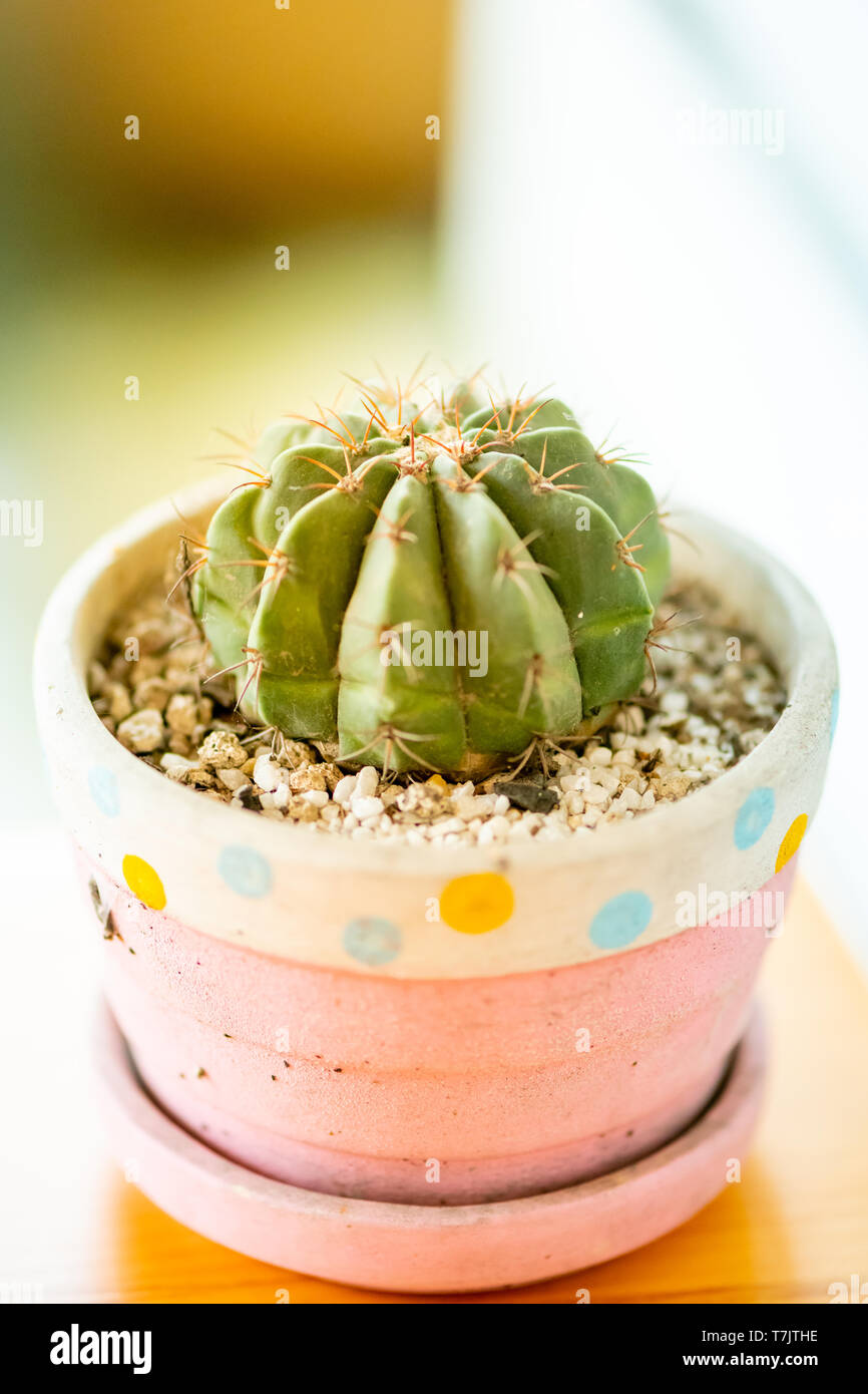 Close Up View Of Green Cactus Potted Green Cactus House Plant On