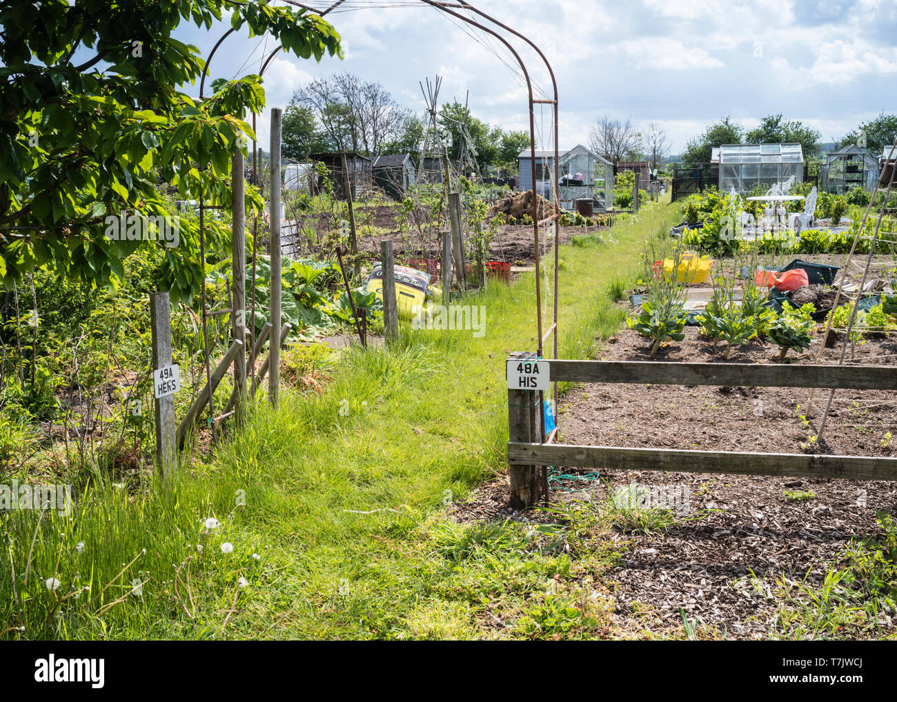 His and Hers allotment plots in England UK. Stock Photo