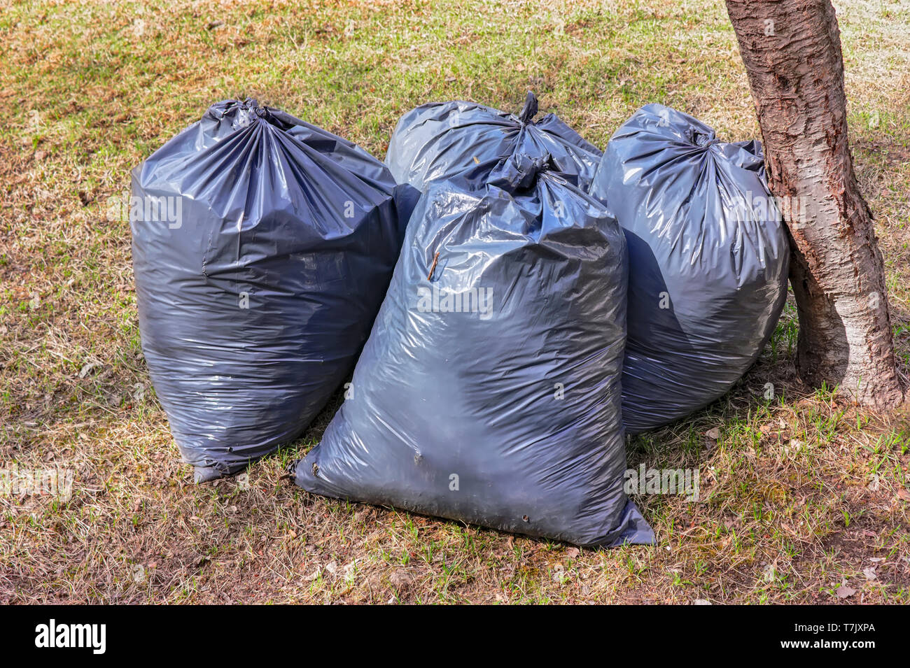https://c8.alamy.com/comp/T7JXPA/black-plastic-bags-with-last-years-dry-leaves-on-the-lawn-in-the-park-T7JXPA.jpg