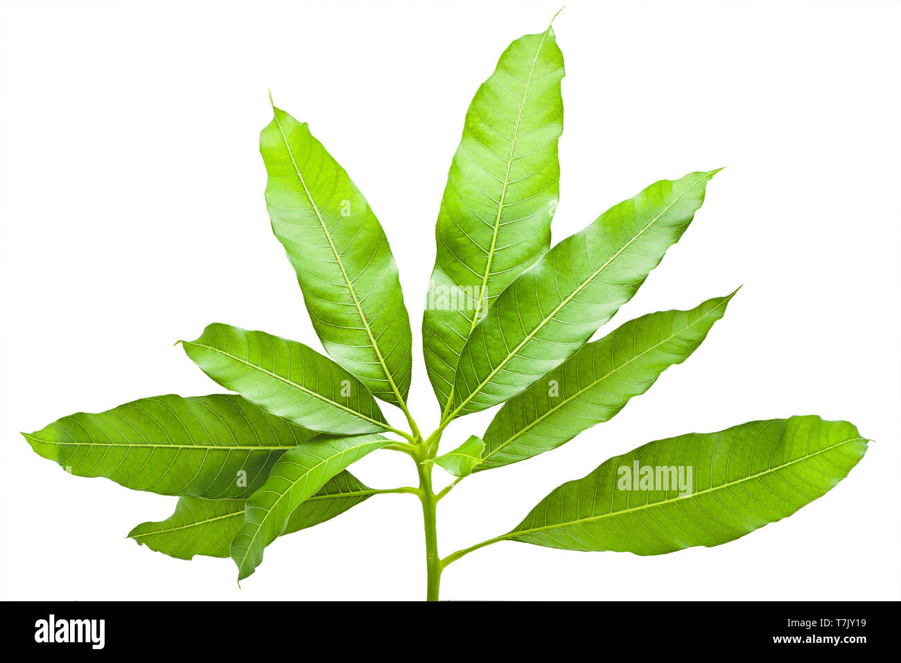 Mango tree leaves hi-res stock photography and images - Alamy