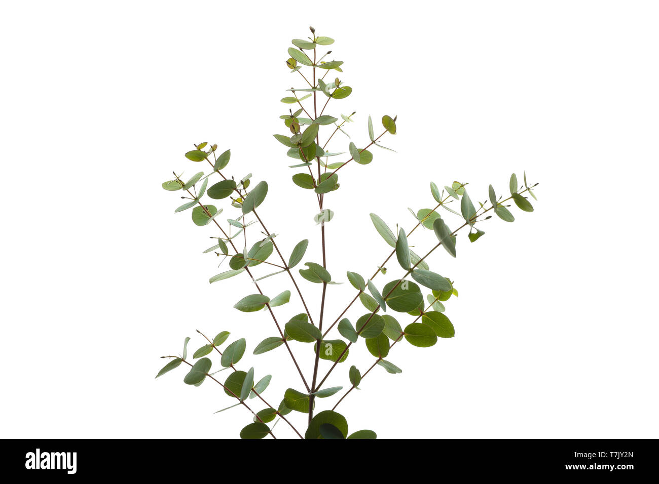 Green eucalyptus branch isolated on white background Stock Photo