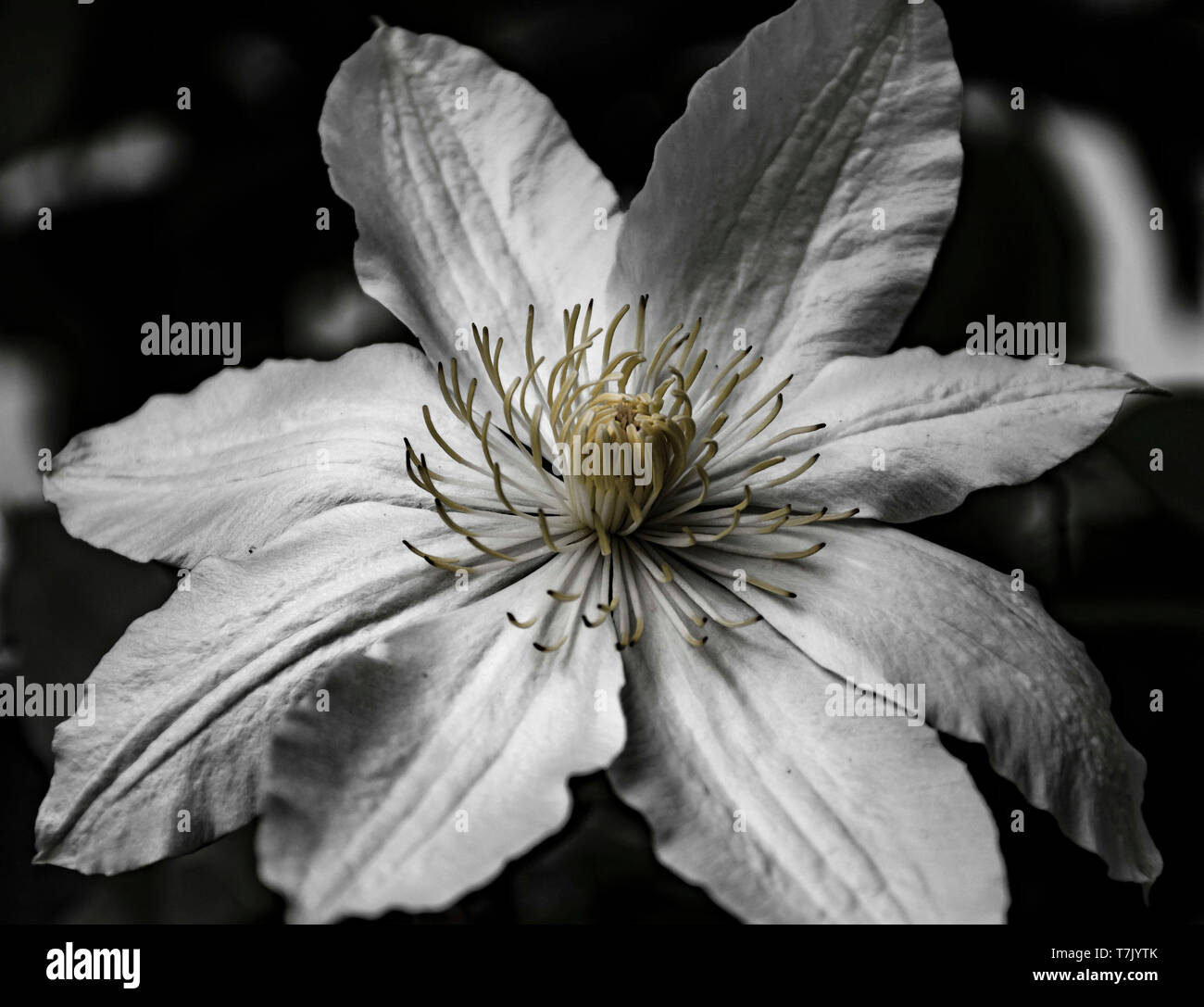 Black and white romantic flower Stock Photo Alamy