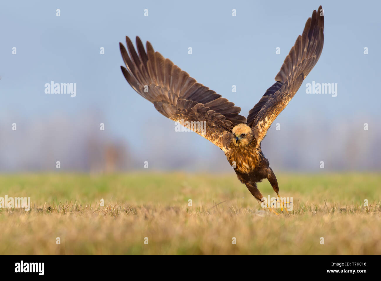 Western Marsh Harrier speedy take off with entire wingspread Stock Photo