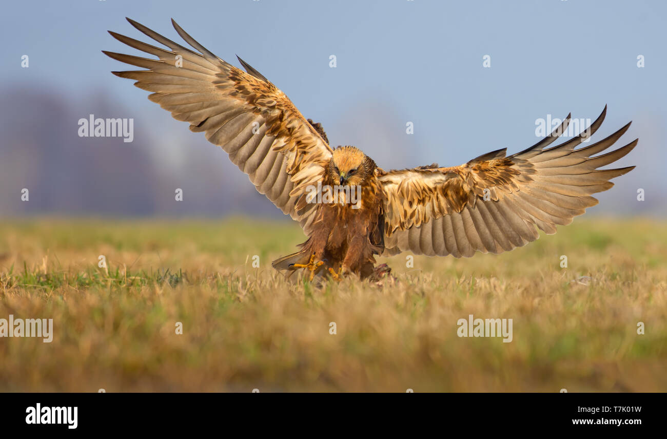 Landing of Western Marsh Harrier into grass with full wingspan in the morning light Stock Photo