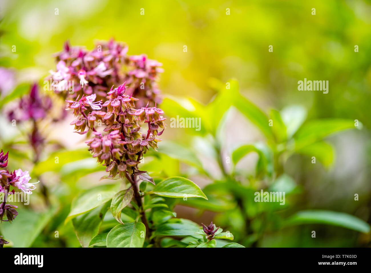 asian vegetable basil leaf.closeup basil leaf for cook.fresh basil