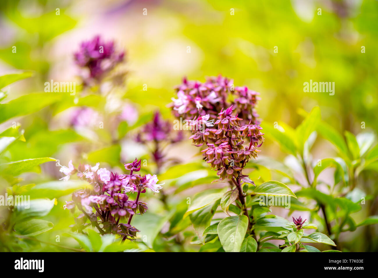 asian vegetable basil leaf.closeup basil leaf for cook.fresh basil