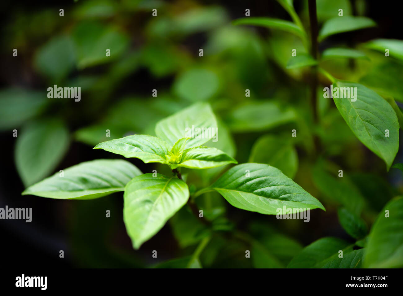 asian vegetable basil leaf.closeup basil leaf for cook.fresh basil
