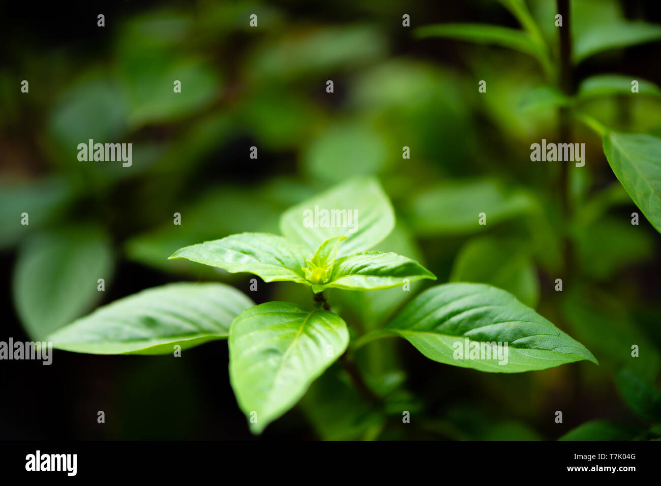 asian vegetable basil leaf.closeup basil leaf for cook.fresh basil