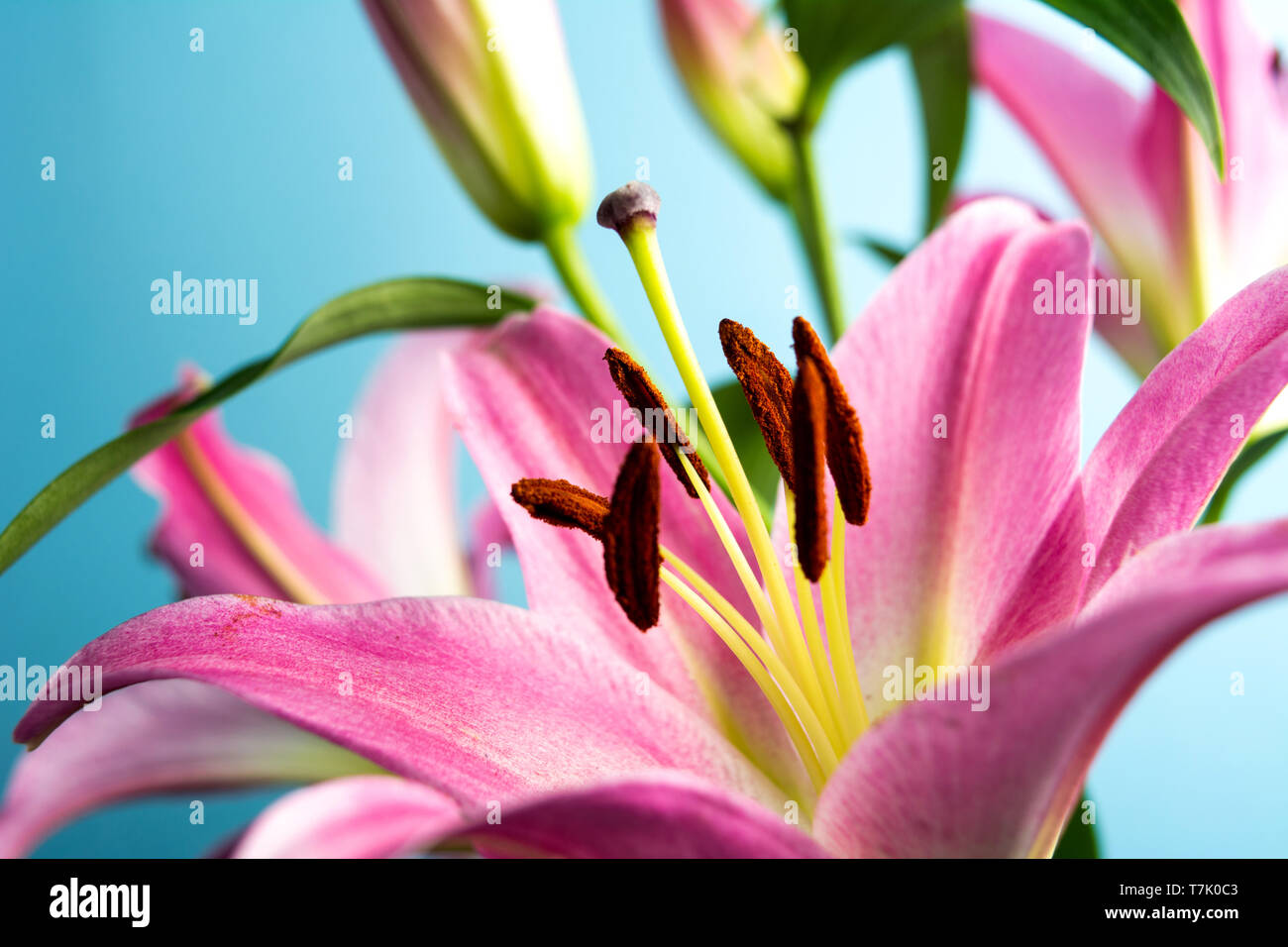 Beautiful Lily flowers on blue background with copy space Stock Photo