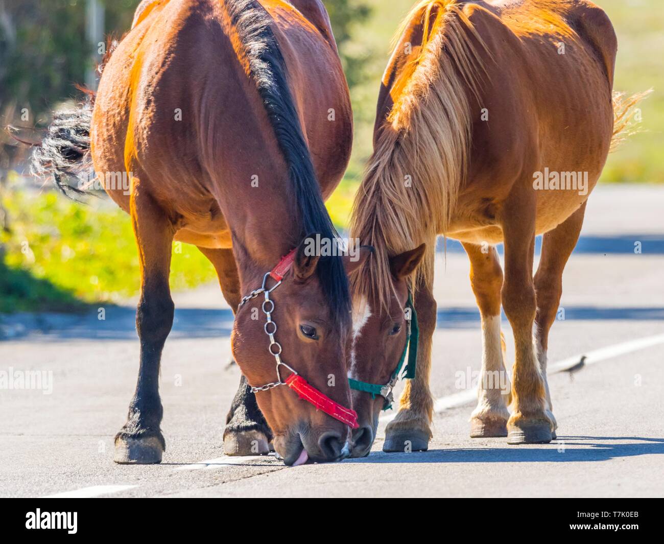 Horses licking hires stock photography and images Alamy