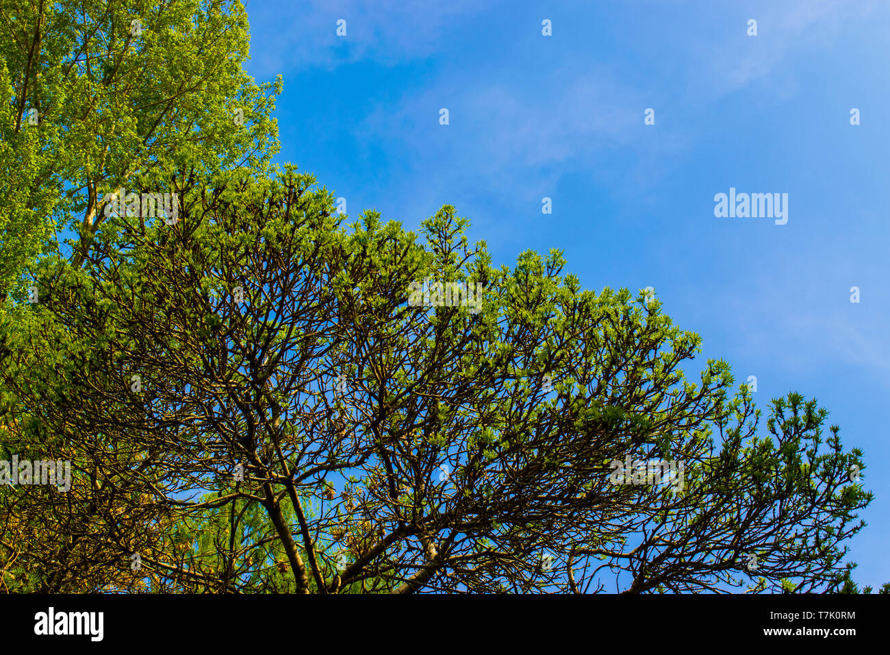 Tree branches with green leaves meets beautiful blue sky Stock Photo ...