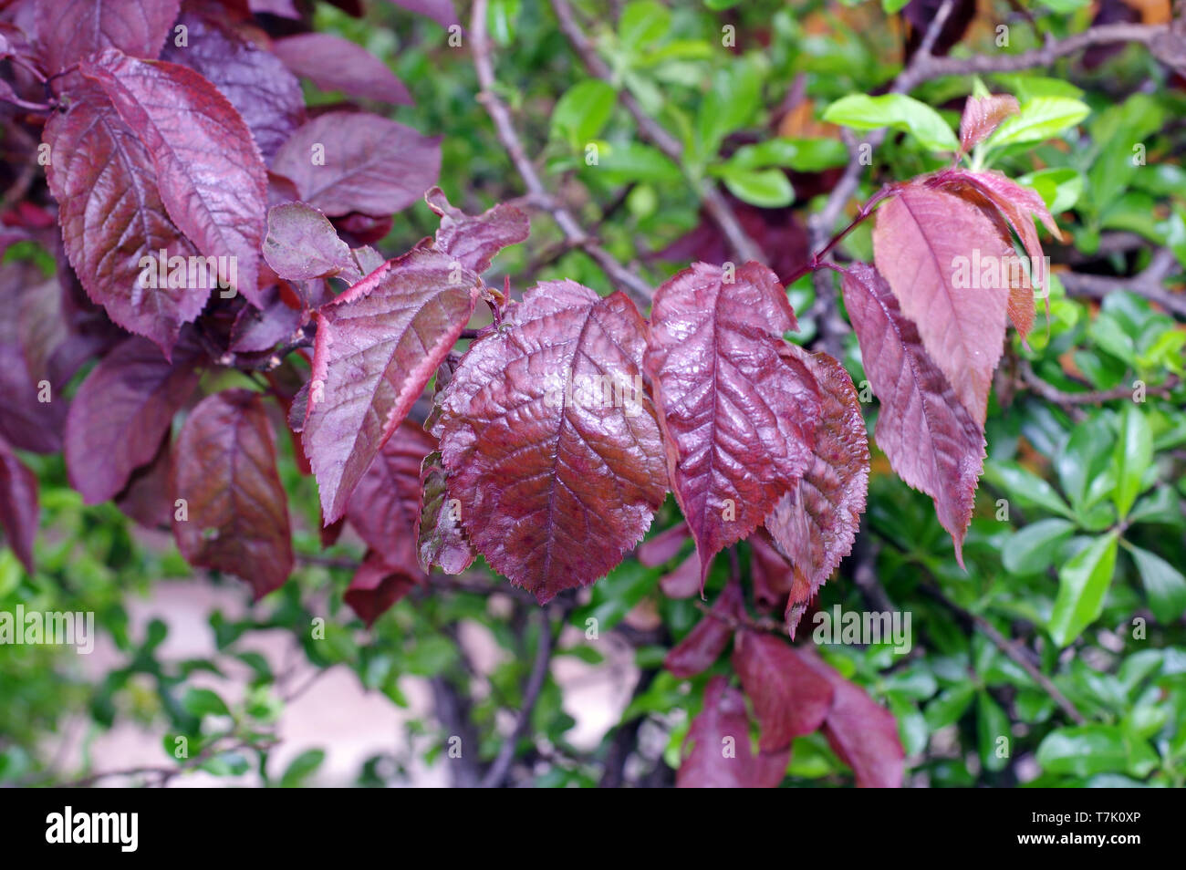 Leaves of prunus cerasifera pissardii close-up Stock Photo