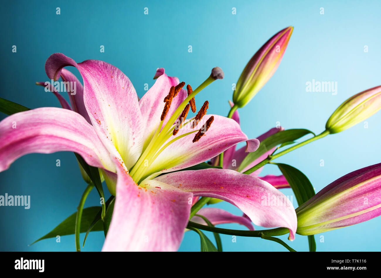 Beautiful Lily flowers on blue background top view Stock Photo