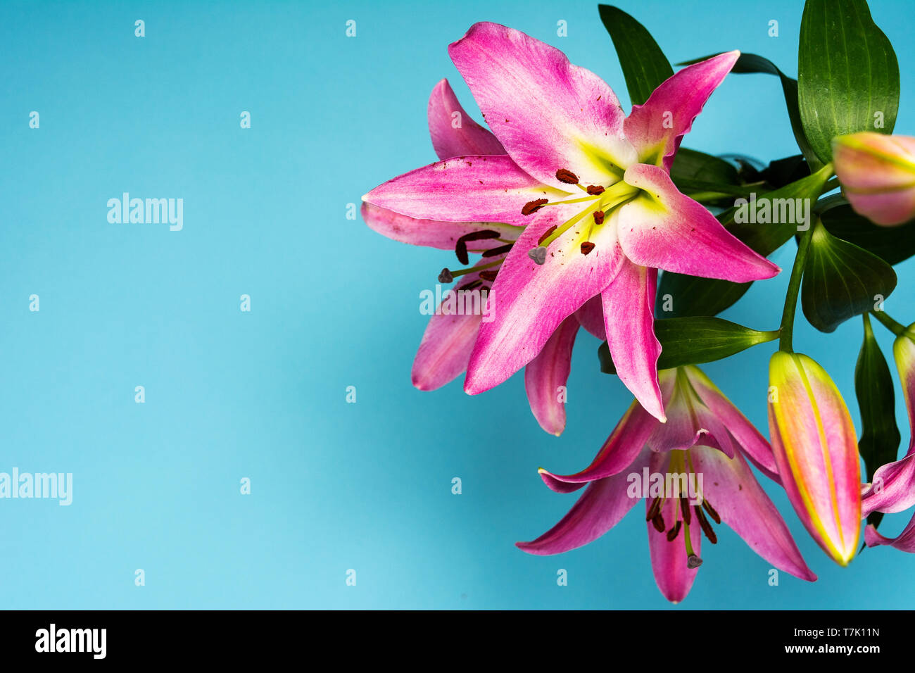 Beautiful Lily flowers on blue background top view Stock Photo