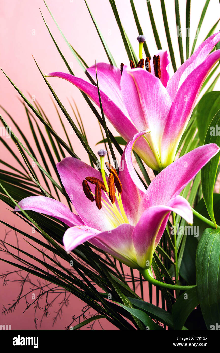 Beautiful Lily flower on pink background top view Stock Photo