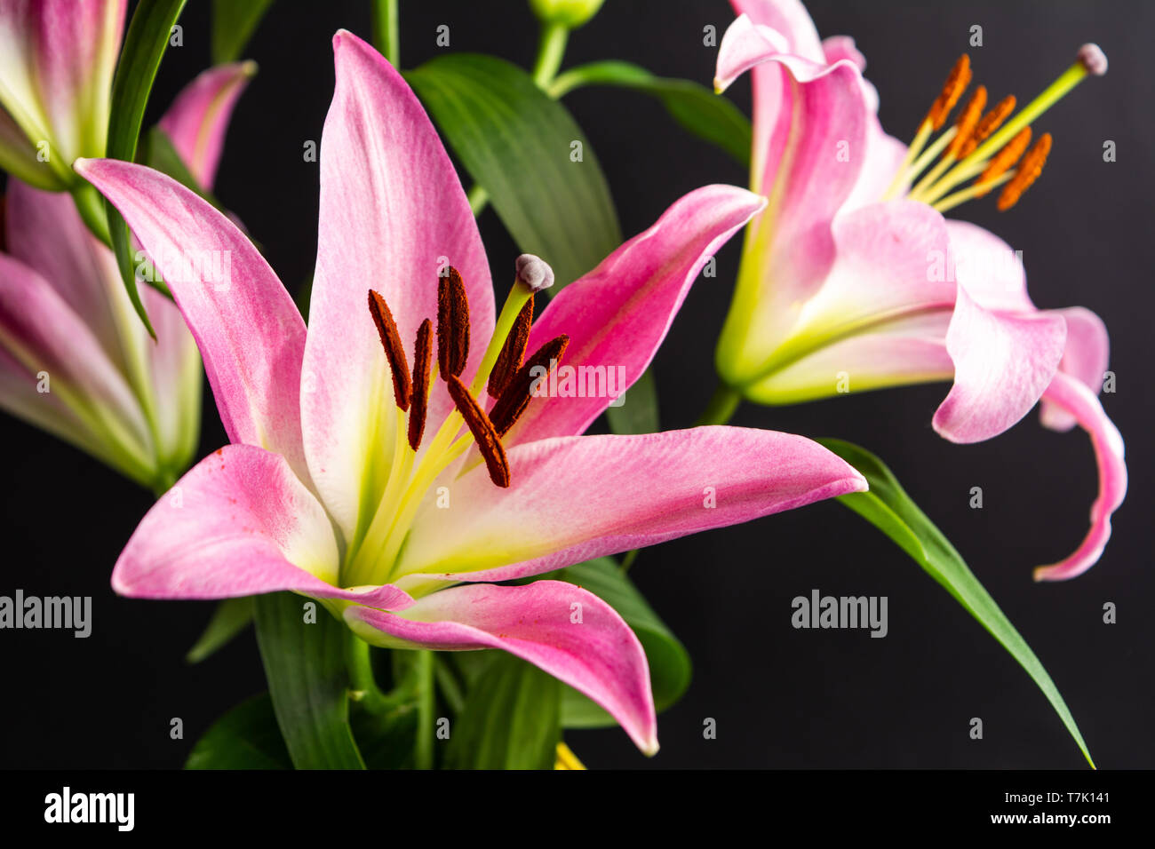 Beautiful Lily flowers on dark background closeup Stock Photo